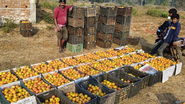 Tomato prices : बांका का जयपुर है टमाटर उत्पादन का हब, व्‍यापारी कम दाम में यहां से खरीदते हैं, महंगे में बेचते हैं
