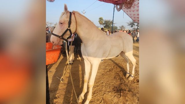 मकनपुर मेले में छाया 51 लाख का 'सम्राट', काजू-बादाम और दूध है डाइट, खूबसूरती देख दंग रह गए लोग
