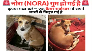 बिजनौर में लापता कुतिया नोरा की तलाश के वायरल पोस्टर। सौ. सोशल मीडिया