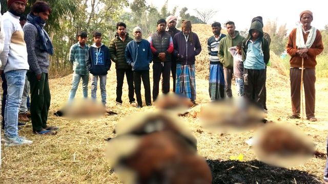 रांची के ओरमांझी में लकड़बग्घे का कहर, आठ भेड़ों को बनाया शिकार; किसान को भारी नुकसान
