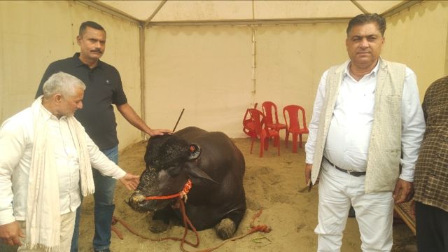 Bihar Dairy Expo: हरियाणा से बिहार आया 15 करोड़ का 'विधायक', मालिक को दिला चुका है पद्मश्री का अवॉर्ड