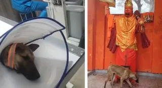 उपचार और परिक्रमा के दौरान कुत्ता। (फाइल फोटो)