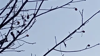 चौखुटिया के मालूधार गांव में देखने को मिला यह परिवर्तन। जागरण