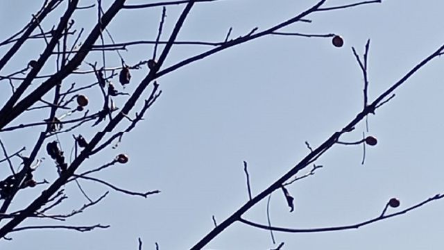 उत्तराखंड में प्रकृति का अजूबा, जनवरी में ही पेड़ अखरोट व नाशपती से लदे; हैरत में लोग
