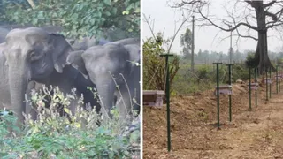 कार्बेट टाइगर रिजर्व में मौनपालन के लिए इस तरह से वन सीमा पर रखे गए थे मौनबाक्स। साभार सीटीआर