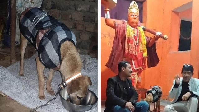 मूर्ति की परिक्रमा करने वाला कुत्ता इलाज के बाद लौटा गांव, हजारों ग्रामीणों ने जयकारों के साथ किया स्वागत