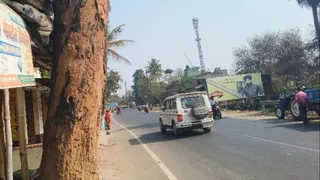 सड़कों पर मौत बनकर खड़े हैं सूखे पेड़