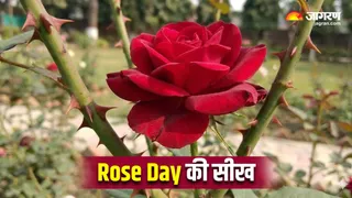 गुलाब जैसा प्यार और कांटों जैसी चुनौतियां (Image Source: AI-Generated)