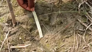दियारा में तेंदुए की दस्तक