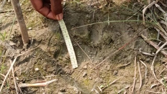 पश्चिमी चंपारण के भुईंधरवा दियारा में तेंदुए की दस्तक, पैरों के निशान मिलने से ग्रामीणों में दहशत
