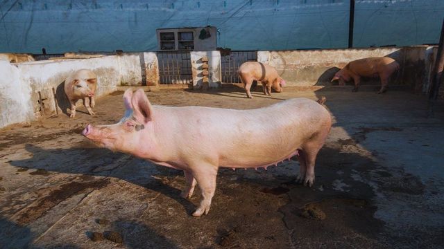 Pig Farming: 3 साल पहले 18 हजार में शुरू किया सूअर पालन का काम, अब हर साल होती है 3 लाख की कमाई
