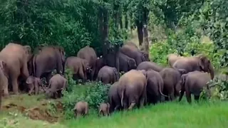 गोमिया में हाथियों का झुंड।