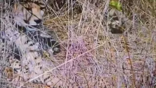 कूनों में नवजात शावकों के साथ मादा चीता आशा (वीडियो ग्रैब)
