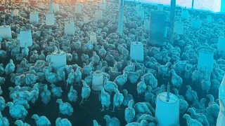 हल्दूचौड़ स्थित पोल्ट्री फार्म में रखी मुर्गियां। जागरण