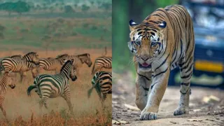 जंगल सफारी पर जाने से पहले ये नियम कर लें याद (Picture Courtesy: Instagram)