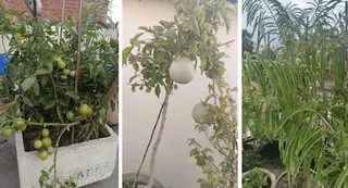 तारामंडल के धरमदेव पांच वर्ष से गमले में कर रहे सब्जी की खेती। जागरण