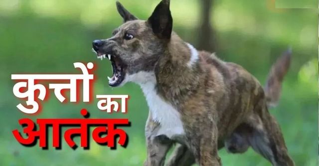 UP में आवारा कुत्तों का आतंक: औरैया में छात्रा और युवक पर हमला, सिर और होंठ से निकाली खाल