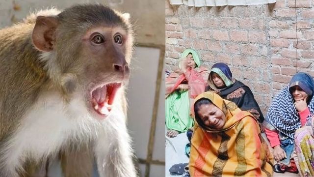 फर्रुखाबाद में बंदरों के हमले से बचकर भागी बुजुर्ग महिला की छत से गिरकर मौत, परिवार में मचा कोहराम