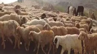सांकेतिक तस्वीर।