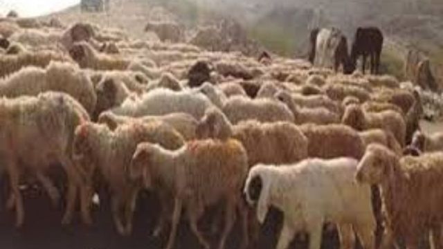 आगरा के पास जगनेर में 32 भेड़ों की मौत का कारण स्पष्ट, पोस्टमार्टम रिपोर्ट में चौंकाने वाला खुलासा