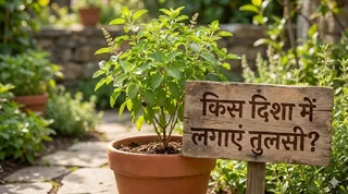 तुलसी लगाने के नियम (Image Source: AI-Generated)