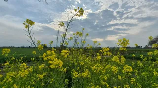संगरूर में आंधी-बारिश से गेहूं व सब्जियों की फसलें प्रभावित, किसान चिंतित।