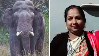 चंपावत में हाथी ने महिला माधुरी देवी को पटक-पटककर मार डाला।