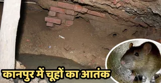 नवाबगंज में मकान की फर्श धंसने के बाद अंदर दिखते चूहे के बिल। जागरण