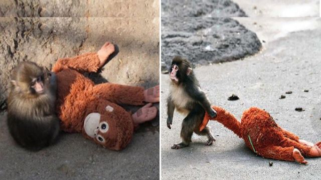 little monkey punch is on social media abandoned by mother he embraced his toy
