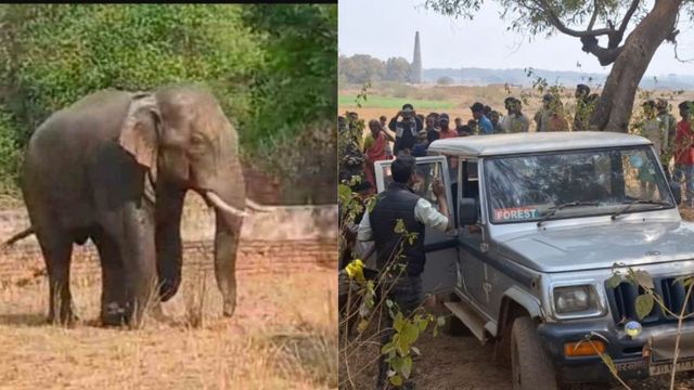 रांची में जंगली हाथी ने मचाया तांडव: एक युवक को कुचला, 3 महिलाओं को किया घायल