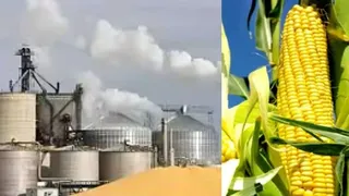 एथेनॉल में पंजाब के चावल का होगा उपयोग। सांकेतिक तस्वीर