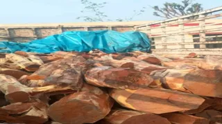 अवैध लकड़ी तस्करी पर लगाम लगाने के प्रयास।