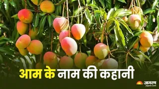 100 एकड़ में नए आम के पौधे लगाने का लक्ष्य लगभग पूरा