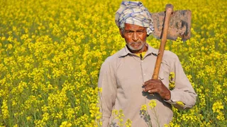 सरसों उत्पादक किसान (प्रतीकात्मक चित्र)