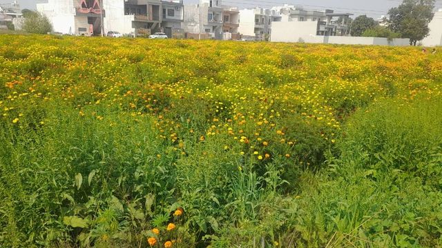 Punjab Weather: पंजाब में बदला मौसम का मिजाज, 28 डिग्री पहुंचेगा अधिकतम तापमान; बढ़ेगी गर्मी
