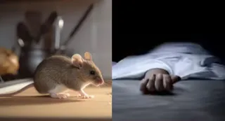 बठिंडा की पट्टा मार्किट में सो रहे एक बेसहारा दिहाड़ीदार मजदूर की चूहों के काटने से दर्दनाक मौत हो गई (प्रतीकात्मक फोटो)