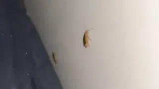 ट्रेन के एसी कोच में विचरते काकरोच (वीडियो ग्रैब)