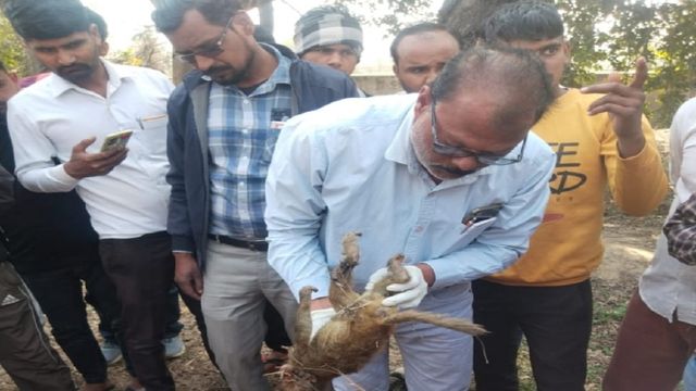 12 बंदरों की मौत, खेत में पड़े मिले शव; विषाक्त खाद्य पदार्थ खिलाने की आशंका
