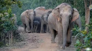 झारखंड में हाथियों के हमले से बचाने की रणनीति। फाइल फोटो