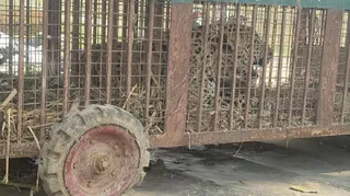 पिंजरे में कैद हुआ गुलदार।