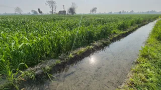संगरूर में खेतों में लहराती गेहूं की पुसल।