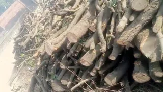 अमरोहा मंडी धनौरा मार्ग पर सोमवार रात काटे गए आम के पेड़ के बाद पड़ी लकड़ी। जागरण