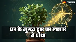 Vastu Tips: क्रसुला का लगाने के फायदे (Image Source: AI-Generated)