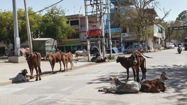रेवाड़ी में बेसहारा गोवंशी पकड़ने के लिए टेंडर जारी, एक साल में 34 लाख खर्च होंगे
