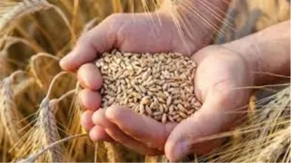 गेंहू की उपज (प्रतीकात्मक चित्र)