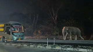 कांगड़ी के पास हाईवे पर पहुंचा हाथी। जागरण