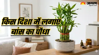 Vastu Tips For Bamboo Plant: घर में कहां लगाएं बांस का पौधा (Image Source: AI-Generated)