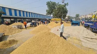 बी की फसल की तौल में लगने वाले आरोप-प्रत्यारोप पर अंकुश लगाने के लिए मार्केटिंग बोर्ड की नई पहल। फोटो: आर्काइव