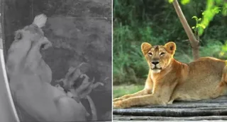 शेरनी नीरजा ने चार शावकों को जन्म दिया।
