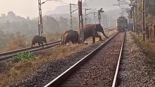 फाइल फोटो।